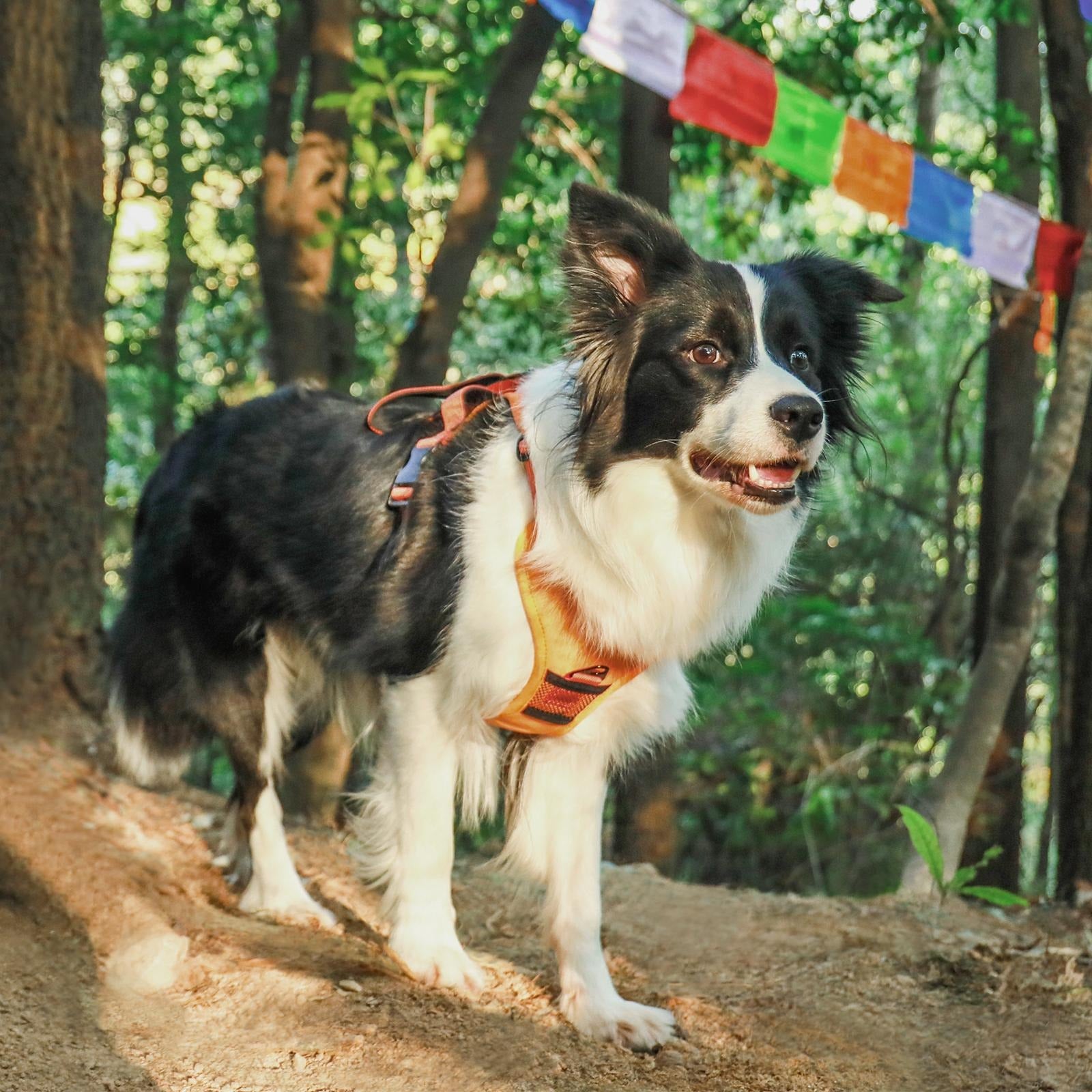 Front Range® Flex Harness