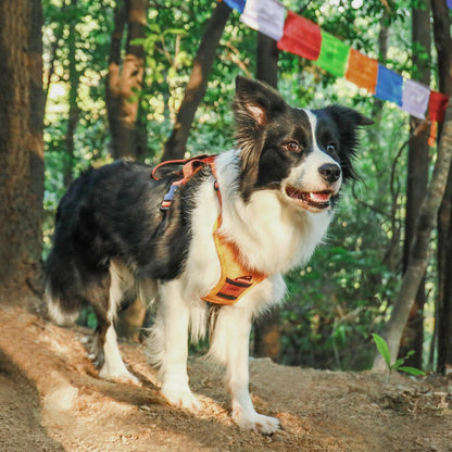 Front Range® Flex Harness