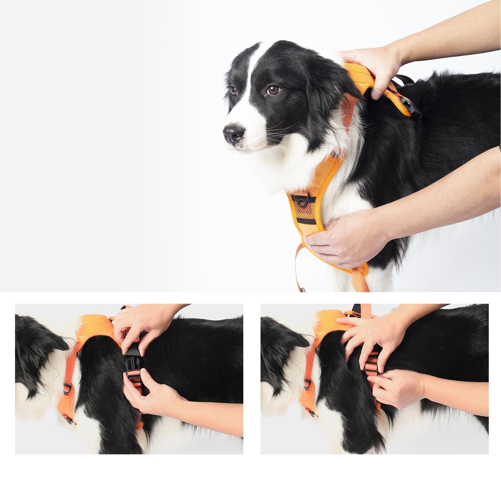 Front Range® Flex Harness